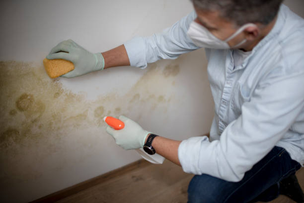 Best Black Mold Removal  in Celina, TN