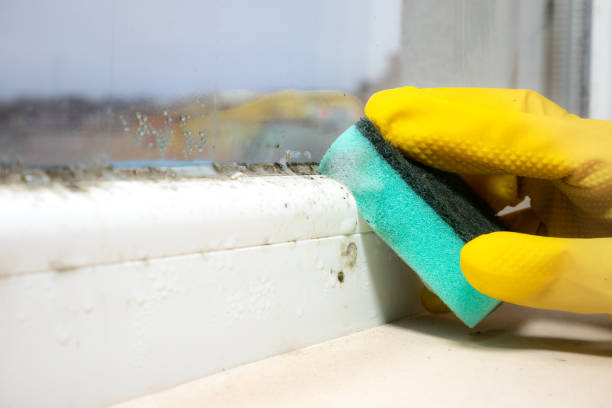 Best Fast Mold Removal  in Celina, TN