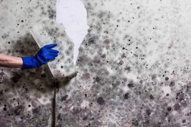 Best Crawl Space Mold Removal  in Celina, TN